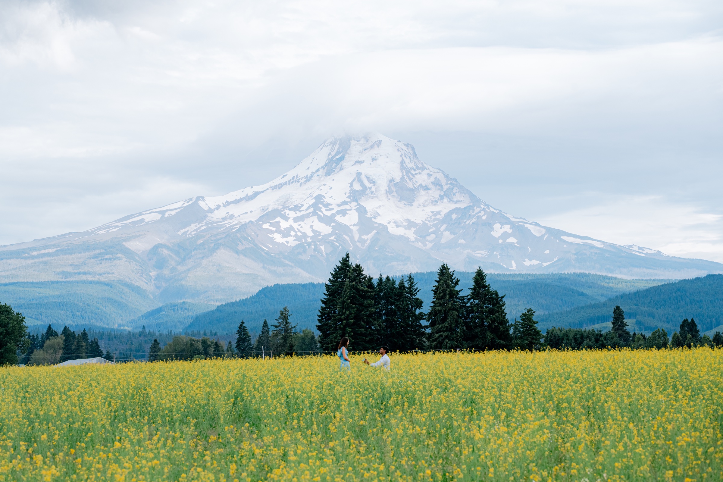 Alvan proposing to Elizabeth in a field of yellow flowers, with snow-covered Mt. Hood rising behind them